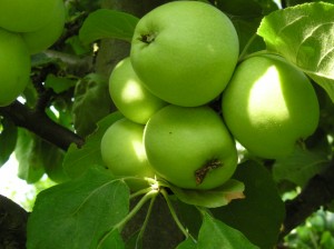 Fruchtraube mit 5 Äpfel