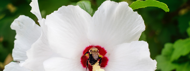 Hibiskus Blüte mit Biene