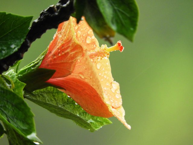 Hibiskus Ein Bluhwunder Fur Garten Terrasse Und Zimmer