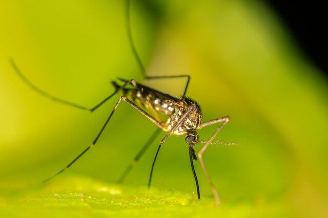 Mückenschutz: Welche Hausmittel in Ihrem Garten wirklich helfen
