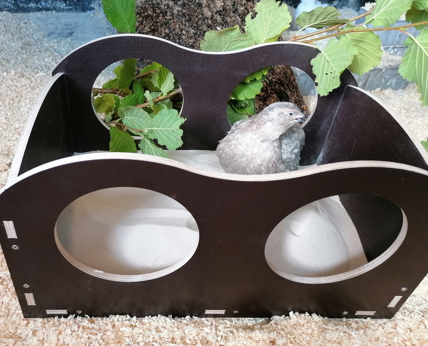 Legewachteln – Haltung im Garten